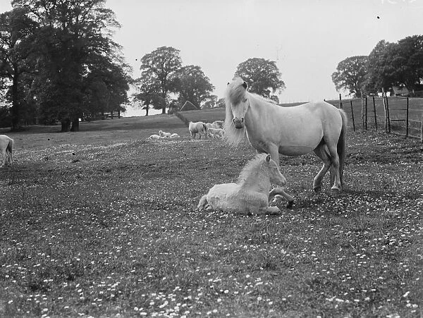 White ponies. Mare and foal in a field. 1935
