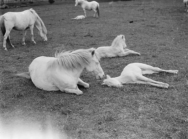 White ponies. Mares relaxing in a field with their foals. 1935