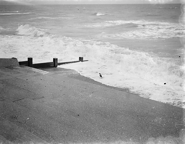 Wild ducks on New Romney beach in Kent. 1939