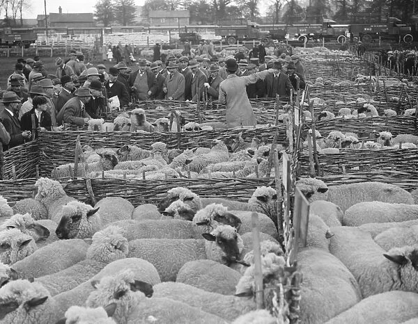 Wilton May Fair Sheep auction 14 May 1920