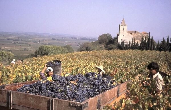 Wine harvest in a vineyard using foreign labour in the village of St-Guiraud, Herault