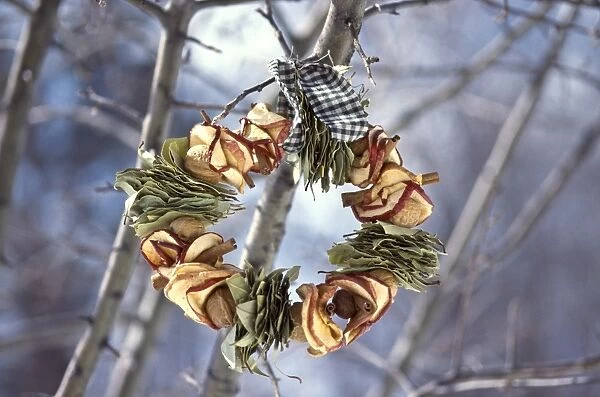 Winter wreath of dried apples and bay leaves and gingham ribbon, hanging outside
