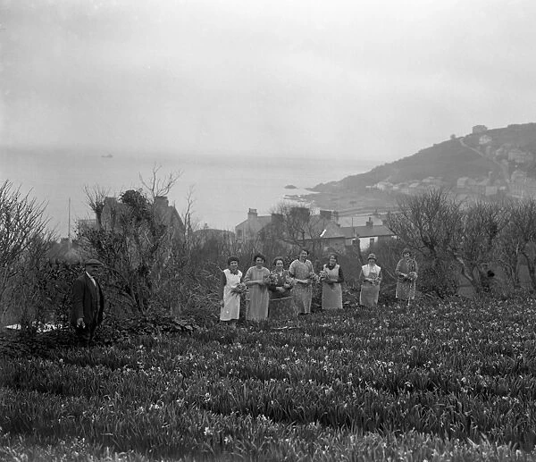 Women in the flower fields, cutting the flowers ( narcissi and daffodils ) for the
