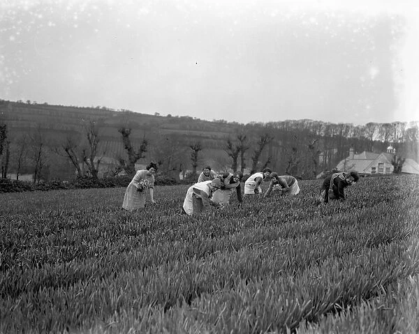 Women in the flower fields picking the spring flower harvest ( narcissi and daffodils