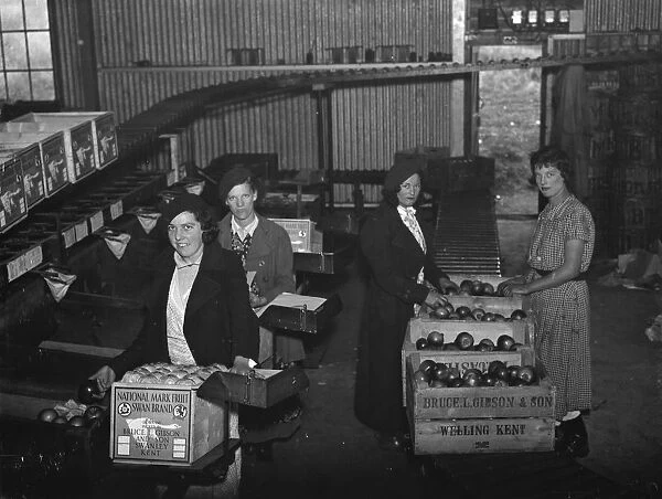 Women fruit packers packing apples at Bruce L Gibson and Sons, Welling, Kent. 1937