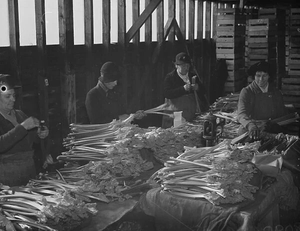 Women packing the forced rhubarb at Dartford, Kent. 13 February 1938