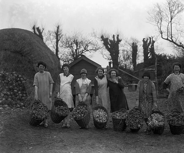 The women pickers of the spring flower harvest at Mousehole, Cornwall, show their