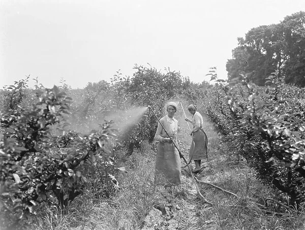 Women working in the orchard, spraying the trees, at East Malling Research Station