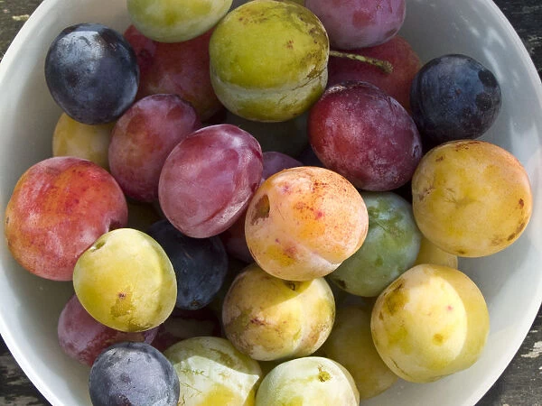 Wonderful variety of freshly picked plums from garden trees. credit: Marie-Louise