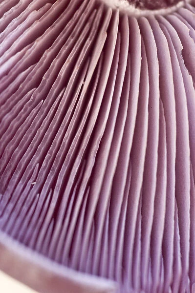 Detail of wood blewit (lepista nuda) showing gills. credit: Marie-Louise Avery