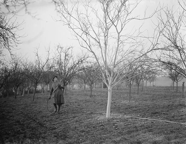 A worker spraying the tree in a fruit orchard in Swanley, Kent. 1939