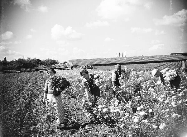 Workers in the field picking chrysanthemums. 1935