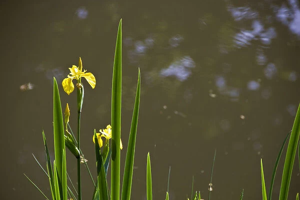 Yellow flag irises at pond margin with reflections of trees credit: Marie-Louise