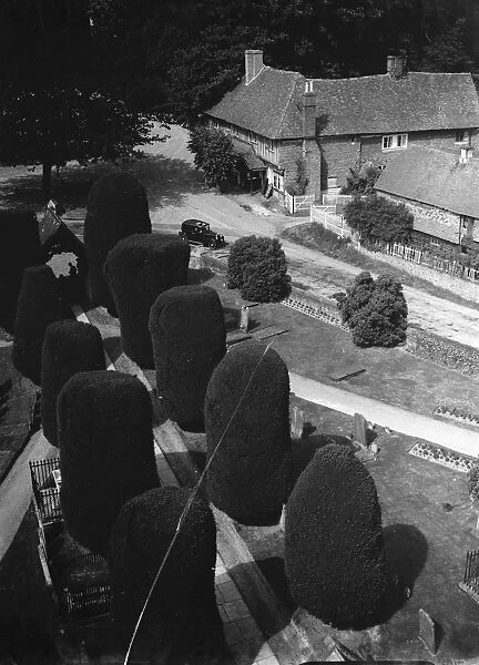Yew trees, Brenchley. 1937