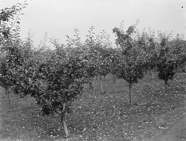 Young apple trees with lots of fruit. 1935