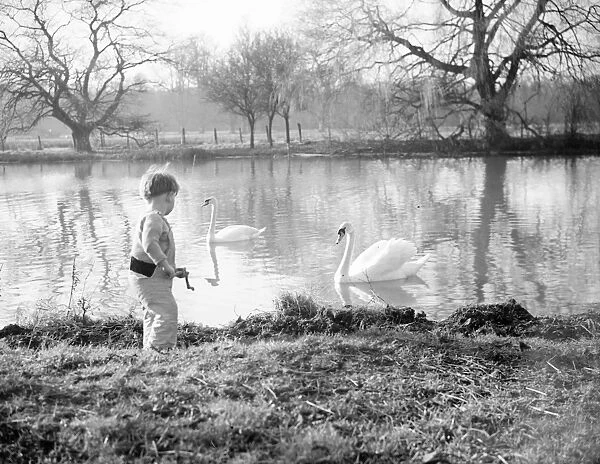 A young boy watches swans swim along the river from the riverbank. 1938