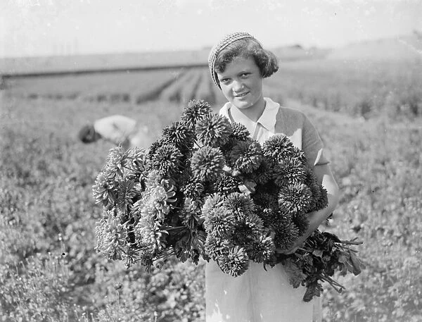 A young girl holds a bunch of freshly picked chrysanthemums. 1935