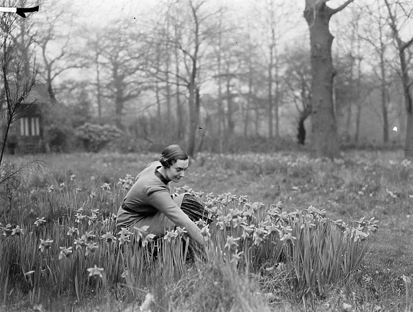 A young woman picking daffodils. 1935