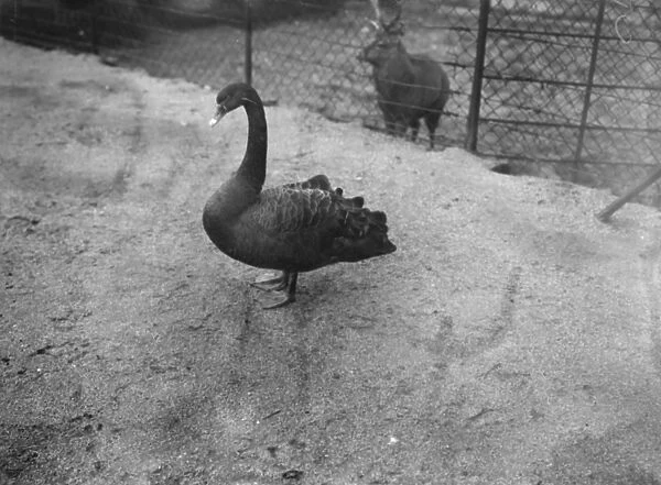 At the Zoo Black Swan 13 January 1928