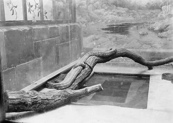 At the Zoo Boa or a python 13 January 1928