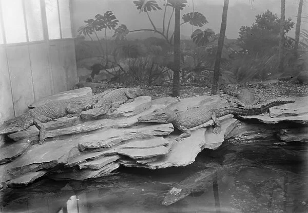 At the Zoo Cage containing cayman alligators and crocodiles 13 January 1928