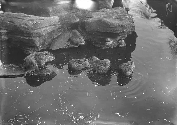 At the Zoo Coypu rats 13 January 1928