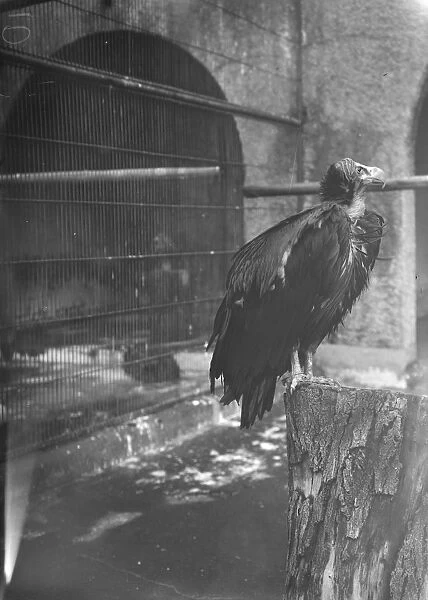 At the zoo. The eared vulture. 13 January 1928