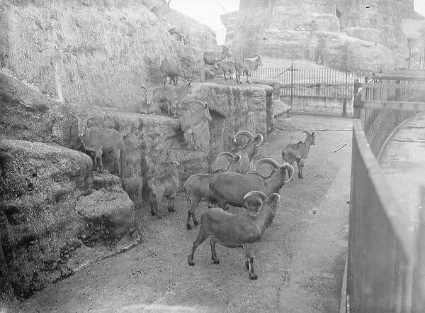 At the Zoo in London Barbery Sheep 13 January 1928