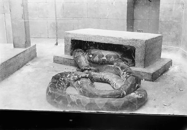 At the Zoo Reticulated python 13 January 1928