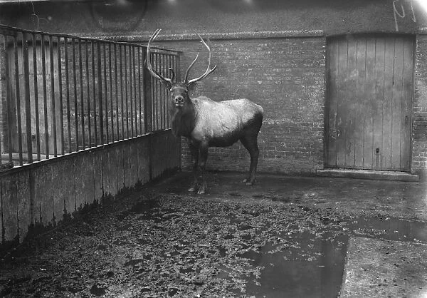 At the Zoo Wapiti 13 January 1928