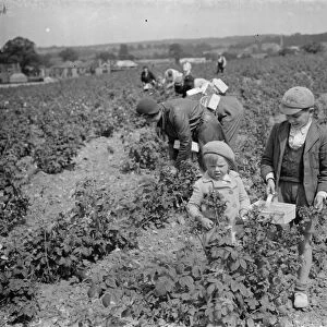 With their baskets at the ready children pick raspberrys in Sidcup. 1935