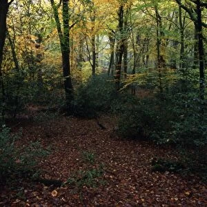 Beech / oak forest unmanaged since Saxons - Sussex