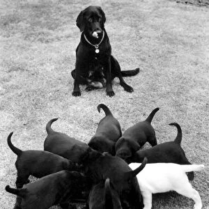 Black Labrador puppies tucking in to something tasty with their mother watching patiently