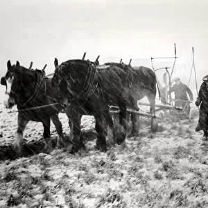 Britain needed food, nothwithstanding the harsh winter. Ploughing, 4 horse team