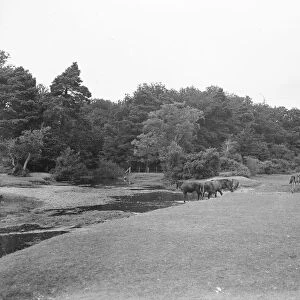 Brockenhurst. 1925