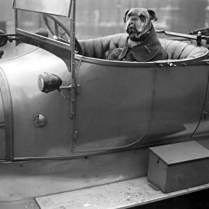 Bully (the mascot of the Royal Flying Corps). 20 October 1917