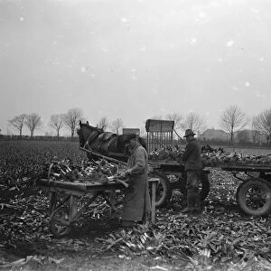 Bunching leeks together on a cart in Dartford marshes. 1939