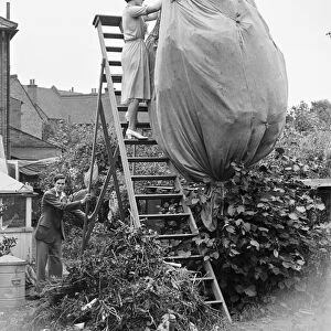 A butterfly farm at Bexley. A woman catching butterflies with a huge net on top of