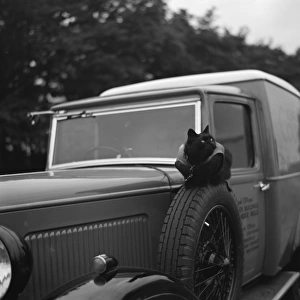 A cat stands watch over an Austin van in Tunbridge Wells, Kent. 1936