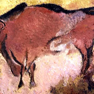 CAVE ART. Prehistoric painting of Bison on the walls of Lascaux cave