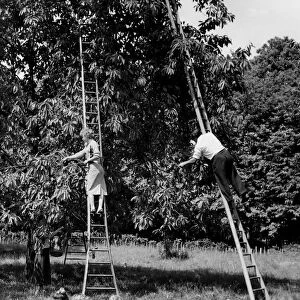 Cherry picking at a farm near Goudhurst in the vale of Kent 13th June 1959