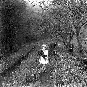 Children working in the flower fields during the spring flower harvest at Trennick, Cornwall