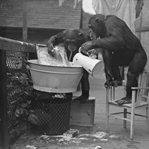 The chimps washing! Peter hangs out the clothes. When Peter and Jackie, the London