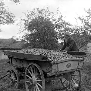 Cider making in Devenshire. Collecting apples in the orchards. 5 November 1922