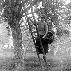 Cider making in Devenshire. Collecting apples in the orchards. 5 November 1922
