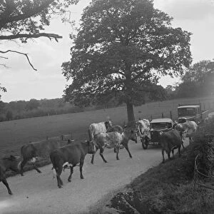 Cows on the road in Charing, Kent. 1936