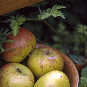 Four coxs apples in wooden bowl in picnic seting outdoors credit: Marie-Louise