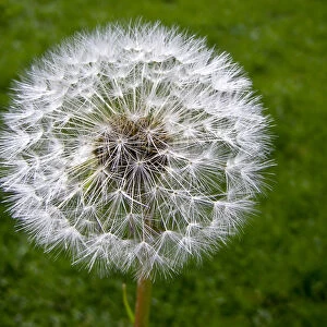 Dandelion seedhead (clock) against green grass credit: Marie-Louise Avery / thePictureKitchen