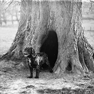 Dog in front of its tree kennel at Penshurst 1933