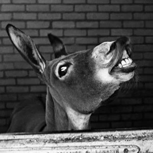 Donkey - Linda at London Zoo ?TopFoto Jaws retort response